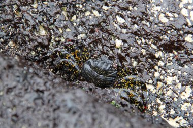Galapagos Adalarından kırmızı yengeç