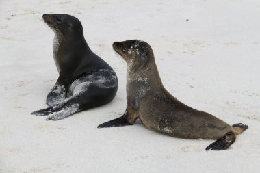 Galapagos Adalarının Deniz Aslanları