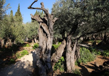 Kudüs 'teki Gethsemane Bahçesi