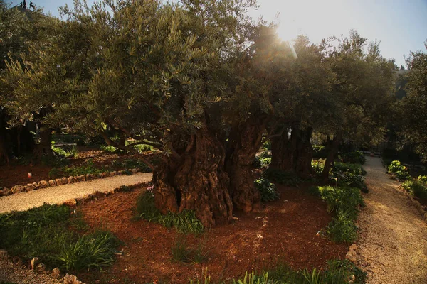Гефсиманский сад в Иерусалиме — стоковое фото