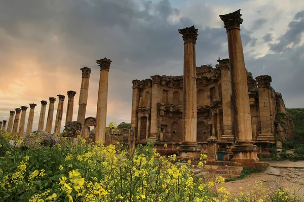 Λουλούδια κραμβόσπορου κοσμούν το Cardo Maximus στη ρωμαϊκή πόλη Jerash, Ιορδανία — Φωτογραφία Αρχείου