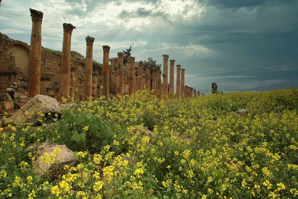 Λουλούδια κραμβόσπορου κοσμούν το Cardo Maximus στη ρωμαϊκή πόλη Jerash, Ιορδανία — Φωτογραφία Αρχείου