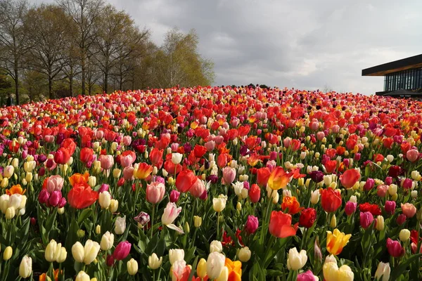 Kwitnące tulipany w parku Keukenhof niedaleko Amsterdamu — Zdjęcie stockowe