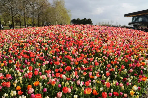 Blühende Tulpen im Keukenhof-Park bei Amsterdam — Stockfoto