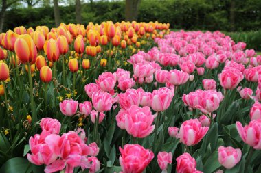 Hollanda Keukenhof Parkı laleleri