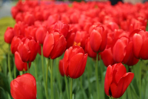 Tulipany Keukenhof parku Holandia — Zdjęcie stockowe