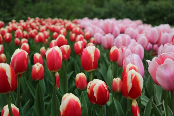 Tulipany Keukenhof parku Holandia — Zdjęcie stockowe