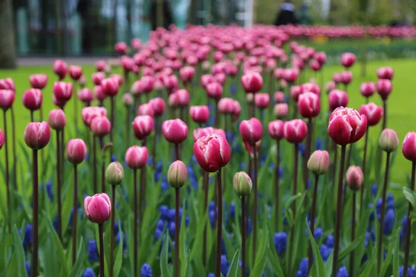 Tulipany Keukenhof parku Holandia — Zdjęcie stockowe