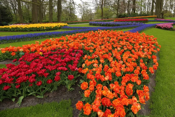 Die Tulpen des Keukenhofparks Holland — Stockfoto
