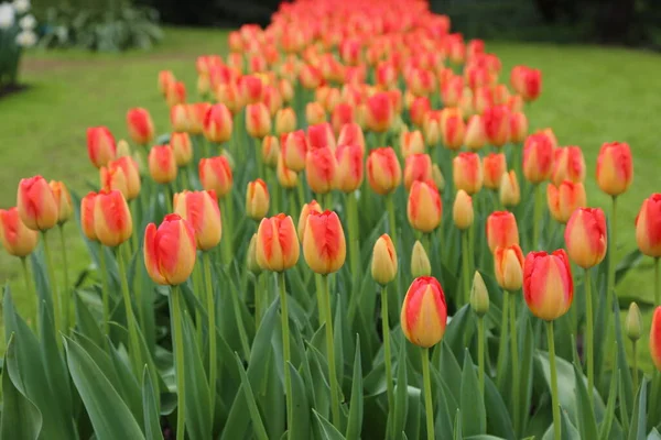 El espectáculo del florecimiento de tulipanes en Holanda —  Fotos de Stock