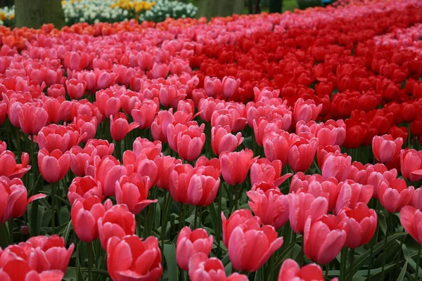 El espectáculo del florecimiento de tulipanes en Holanda —  Fotos de Stock