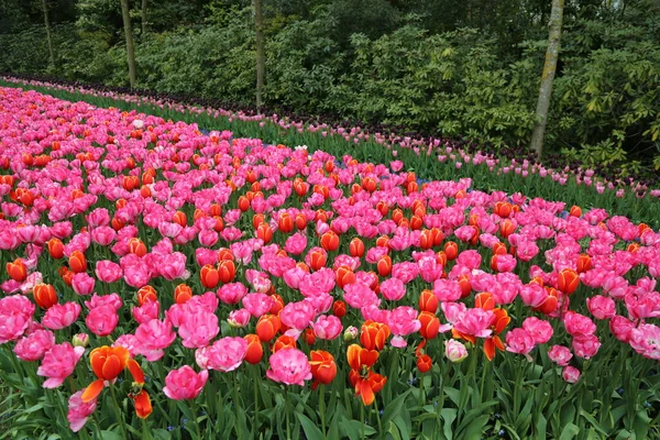 Das Schauspiel der Tulpenblüte in Holland — Stockfoto