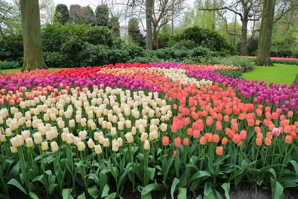 El espectáculo del florecimiento de tulipanes en Holanda —  Fotos de Stock