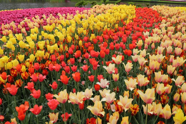 El espectáculo del florecimiento de tulipanes en Holanda —  Fotos de Stock