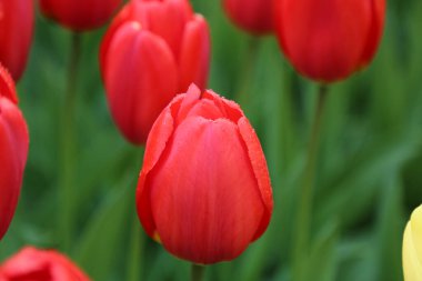 Yüzeyinde su damlaları olan lale.