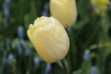 Yüzeyinde su damlaları olan lale.