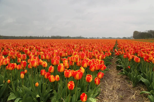 El espectáculo del florecimiento de tulipanes en Holanda —  Fotos de Stock