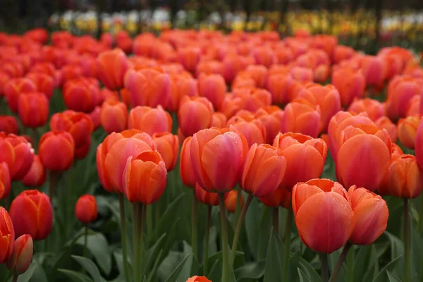 Spektakl kwitnących tulipanów w Holandii — Zdjęcie stockowe