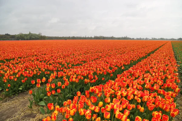 El espectáculo del florecimiento de tulipanes en Holanda —  Fotos de Stock