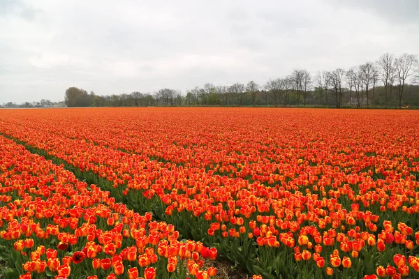 Spektakl kwitnących tulipanów w Holandii — Zdjęcie stockowe