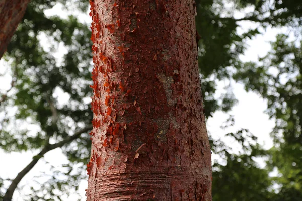 Ο κόκκινος φλοιός ενός δέντρου στο δάσος Palenque, Μεξικό — Φωτογραφία Αρχείου