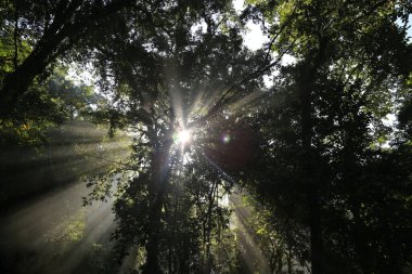 Parque El Chiflon de Chiapas Ormanı, Meksika