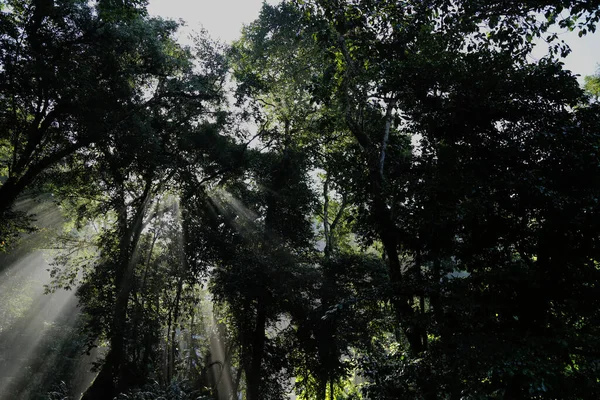 El bosque del Parque El Chiflon de Chiapas, México — Foto de Stock