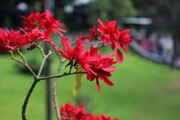 The red flowers of the Christmas stars, Mexico — Photo