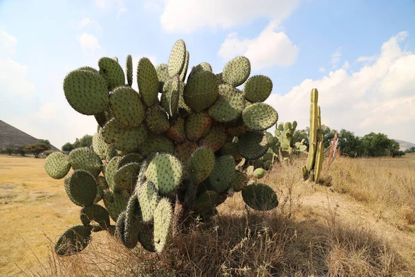 Beautiful cactus plant in Mexico — Fotografia de Stock