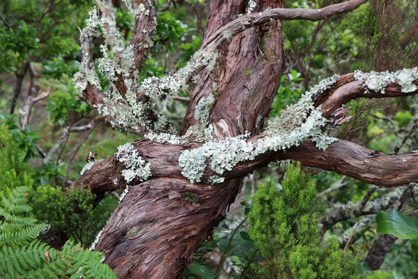Lichen από το νησί Sao Jorge στο αρχιπέλαγος των Αζορών — Φωτογραφία Αρχείου
