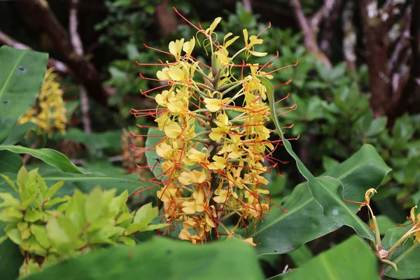 Die typische Hedychium gardneranum-Blume der Azoren — Stockfoto