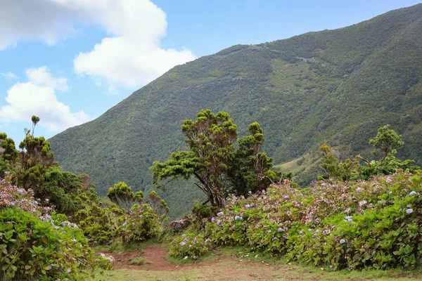 Sao Jorge szigetének jellegzetes növényzetessége az Azori-szigeteken — Stock Fotó
