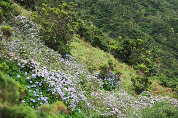 Η χαρακτηριστική βλάστηση του νησιού Sao Jorge στο αρχιπέλαγος των Αζορών — Φωτογραφία Αρχείου