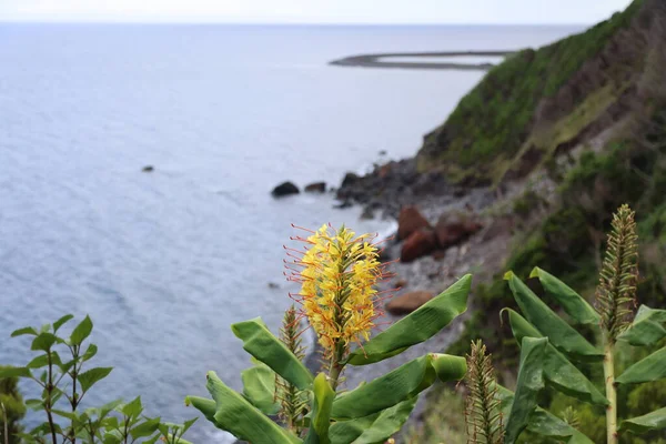 Typowy kwiat Hedychium gardneranum na Azorach — Zdjęcie stockowe