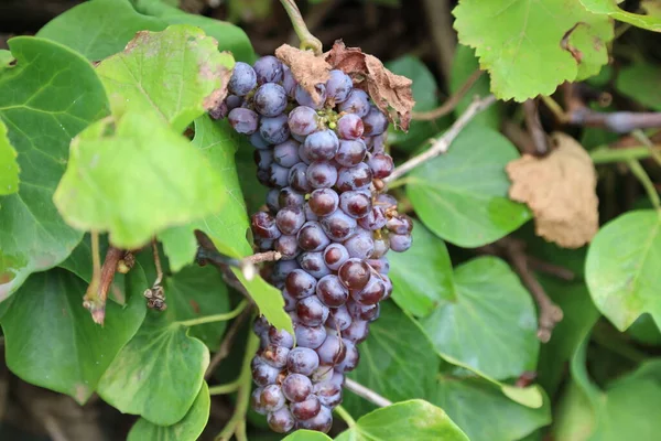 Bouquet de raisins dans la Faja dos Cubres sur l'île de Sao Jorge, Açores — Photo