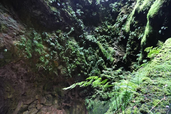 Άποψη Του Κατάφυτου Καναλιού Λάβας Του Algar Carvao Νησί Τερσέιρα — Φωτογραφία Αρχείου