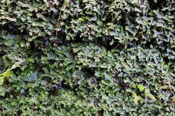 Typisk vegetation på Azorerna, Sao Miguel, Azorerna — Stockfoto