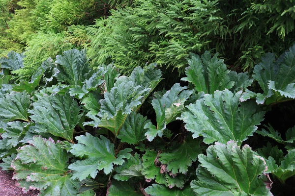 Vegetação típica dos Açores, Ilha de São Miguel, Açores — Fotografia de Stock