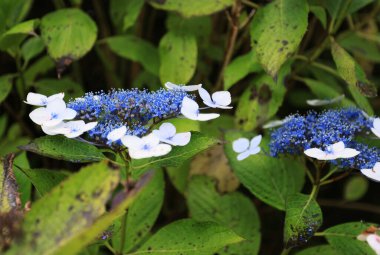 Çiçek açan ortancalar, Terceira Adası, Azores