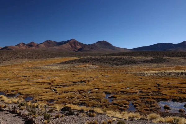 Tipik Lauca Ulusal Parkı, Şili. Yüksek kalite fotoğraf