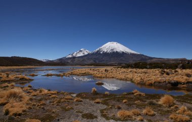 Lauca Ulusal Parkı, Şili. Yüksek kalite fotoğraf