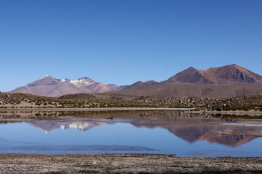 Lauca Ulusal Parkı, Şili. Yüksek kalite fotoğraf