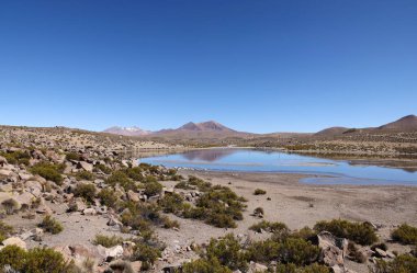 Lauca Ulusal Parkı, Şili. Yüksek kalite fotoğraf