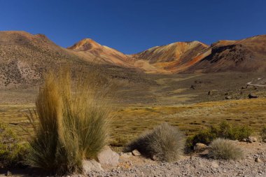 Lauca Ulusal Parkı, Şili. Yüksek kalite fotoğraf