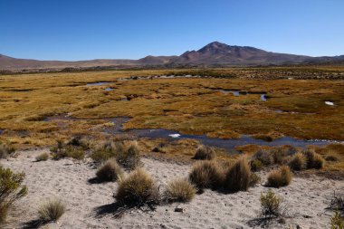 Tipik Lauca Ulusal Parkı, Şili. Yüksek kalite fotoğraf