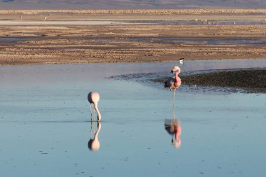 Chaxa Lagünü ve flamingoları, Atacama Çölü, Şili. Yüksek kalite fotoğraf