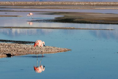 Chaxa Lagünü ve flamingoları, Atacama Çölü, Şili. Yüksek kalite fotoğraf