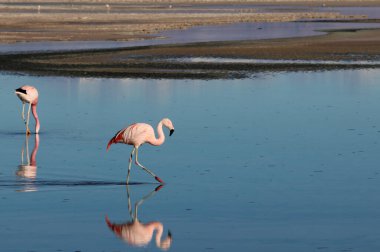 Chaxa Lagünü ve flamingoları, Atacama Çölü, Şili. Yüksek kalite fotoğraf