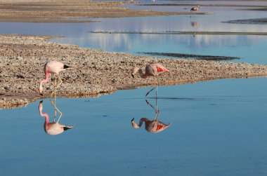 Chaxa Lagünü ve flamingoları, Atacama Çölü, Şili. Yüksek kalite fotoğraf