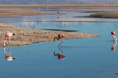 Chaxa Lagünü ve flamingoları, Atacama Çölü, Şili. Yüksek kalite fotoğraf